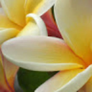 Meet your Posher, Anne